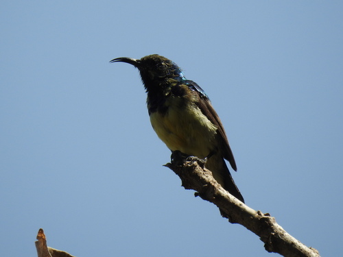 Variable Sunbird