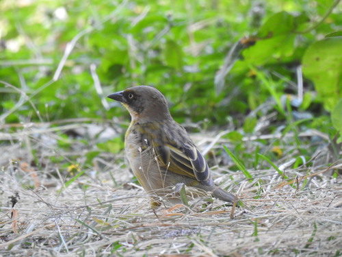Baglafecht Weaver