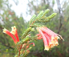 Erica discolor, photograph (c) Nicola van Berkel, some rights reserved (CC BY-SA)