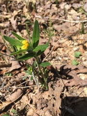 Lithospermum canescens