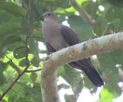 Patagioenas plumbea