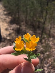 Lithospermum canescens
