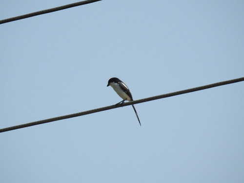 Northern Fiscal