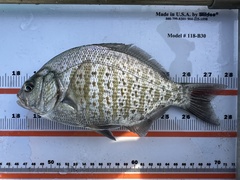 Barred Surfperch photo 4