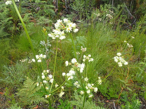 Image of Knowltonia cordata by (c) Nicola van Berkel, some rights reserved (CC BY-SA)