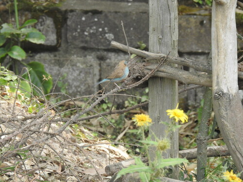 Red-cheeked Cordonbleu