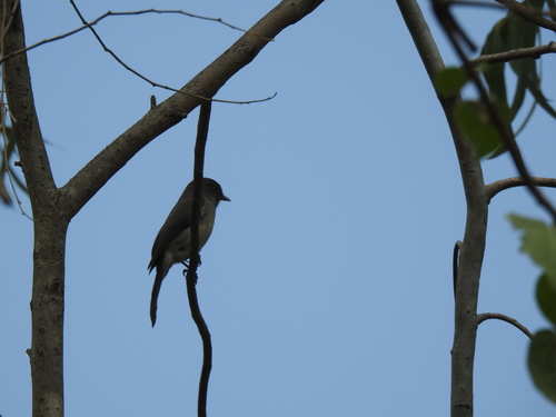 Abyssinian Slaty-Flycatcher