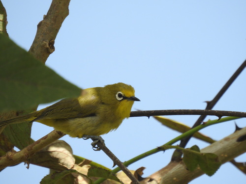 Kafa white-eye