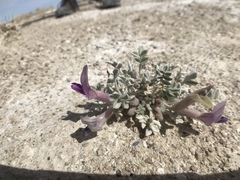 Astragalus phoenix
