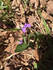Viola palmata