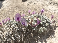 Astragalus phoenix