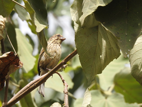 Streaky Seedeater