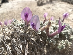 Astragalus phoenix