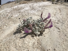 Astragalus phoenix