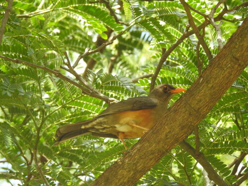 Abyssinian Thrush
