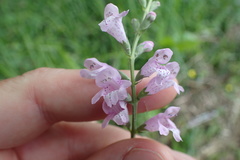 Physostegia intermedia