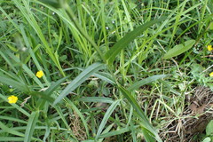 Physostegia intermedia