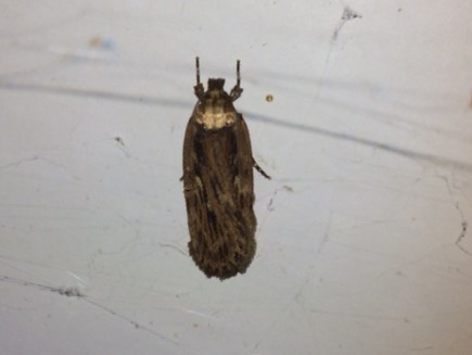 Depressaria ultimella