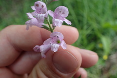 Physostegia intermedia