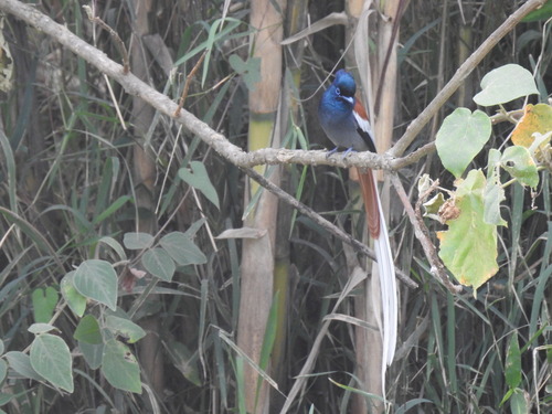 African Paradise-Flycatcher