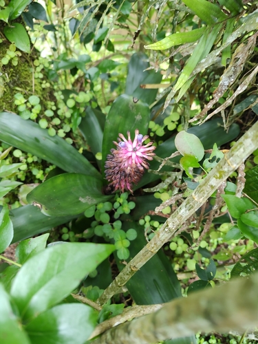 Image of Aechmea cylindrata by (c) Cajá-manga, some rights reserved (CC BY)