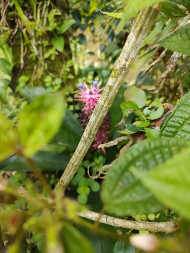 Image of Aechmea cylindrata by (c) Cajá-manga, some rights reserved (CC BY)