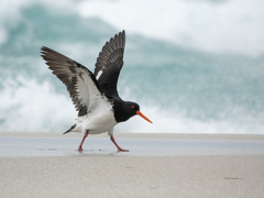 Chatham Oystercatcher photo 2