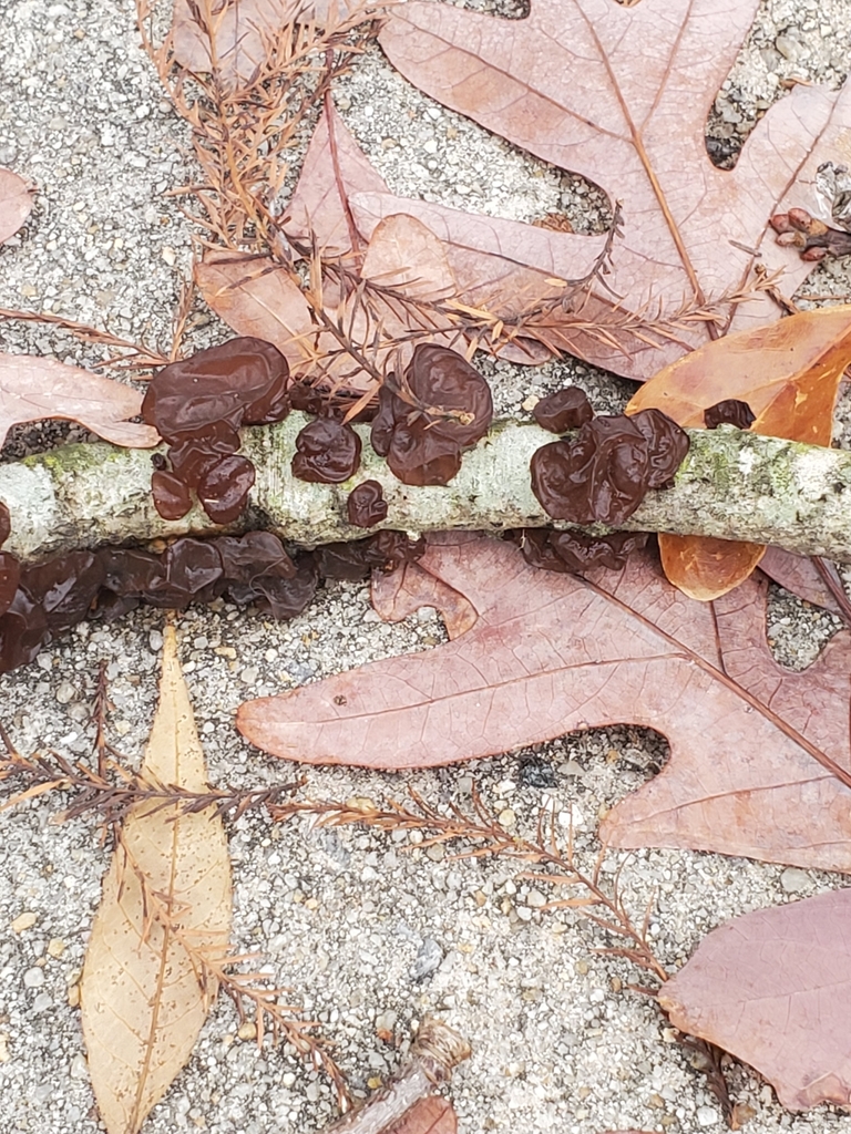 American Amber Jelly Fungus from Greenville, NC, USA on December 11