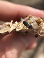 Paratyndaris anomalis