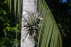 Tillandsia gardneri