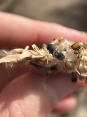 Paratyndaris anomalis