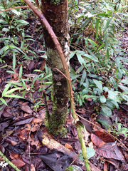 Smilax anceps