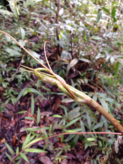 Smilax anceps