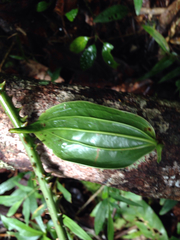 Smilax anceps