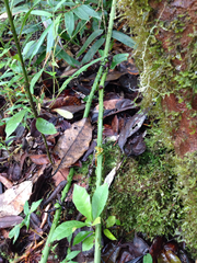 Smilax anceps