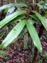 Cryptocarya
