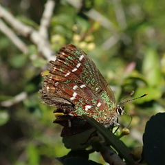 Callophrys hesseli