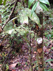 Cryptocarya