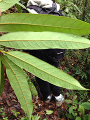 Cryptocarya
