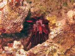 Heterocentrotus