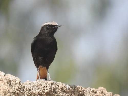 Abyssinian Wheatear