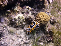 Phyllidia undula