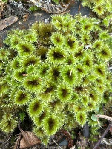 Hypnodendraceae