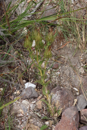 Image of Berkheya carlinoides by (c) Tony Rebelo, some rights reserved (CC BY-SA)
