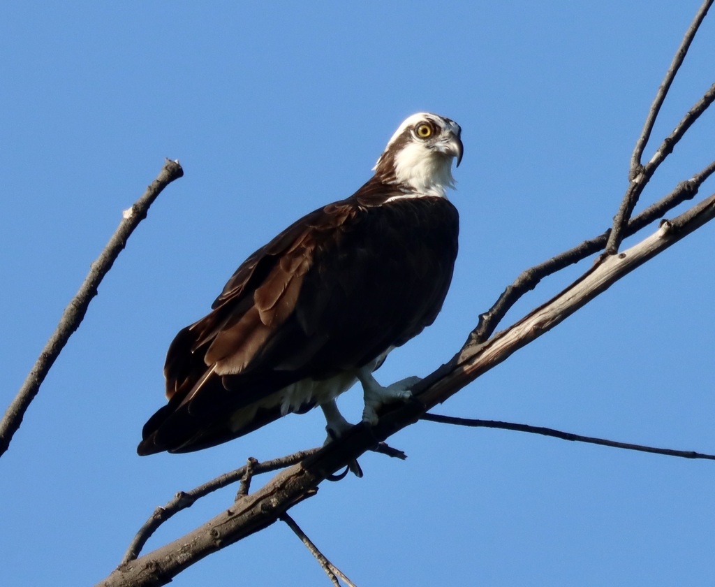 Osprey from Spanish River Park, 3001 N. State Road A-1-A, Boca Raton ...