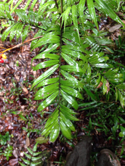 Dypsis concinna