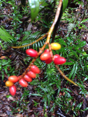 Dypsis concinna