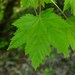 Acer glabrum - Photo (c) Bruce Newhouse,  זכויות יוצרים חלקיות (CC BY-NC-ND), הועלה על ידי Bruce Newhouse