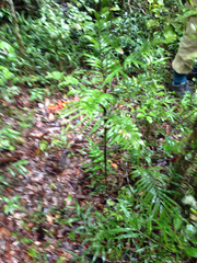 Dypsis concinna