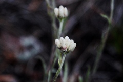 Antennaria rosea